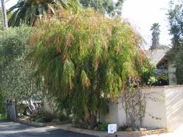 Image result for Agonis flexuosa