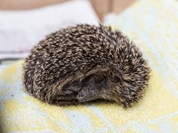 Igel sind durch das bundesnaturschutzgesetz ganzjährig geschützt. Probier S Mal Mit Gemutlichkeit Was Wir Vom Winterschlaf Der Tiere Lernen Konnen