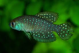 Image result for Austrosynotis