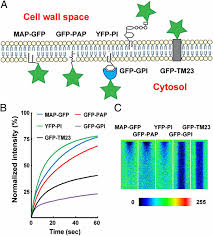 It also provides the structural integrity to the cell. Cell Wall Constrains Lateral Diffusion Of Plant Plasma Membrane Proteins Pnas