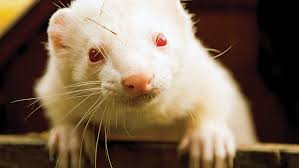 Learn how to take care and raise him properly with this guide. Ferrets And Coronavirus Veterinary Medicine At Illinois