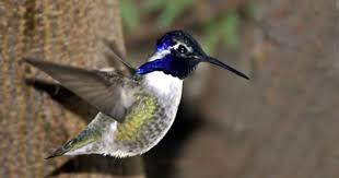 Pin On Birds Of A Feather