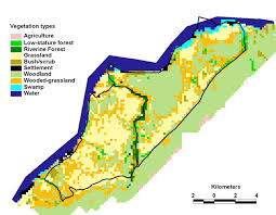 Image result for Pavetta bagshawei