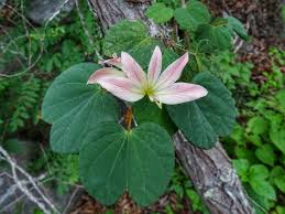 Image result for Bauhinia burrowsii