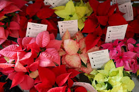 Image result for Euphorbia pulcherrima