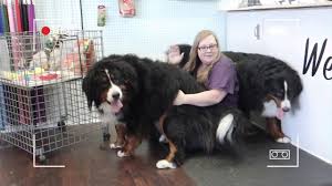 We did not find results for: Bernese Mountain Dog Grooming W Haircut Owner Request Youtube