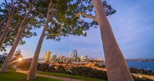Get all latest news about news perth, breaking headlines and top stories, photos & video in real time. Lack Of Trees A Serious Health Concern For Perth News And Events Curtin University Perth Western Australia