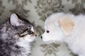 Give your cat some space until you figure out why he is hissing.2 x trustworthy source american society for the prevention of cruelty to animals leading. Scientists Confirm That Cats A Are Pretty Smart B Don T Really Care What You Want Smart News Smithsonian Magazine