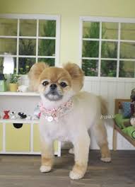 10 Pomeranian Hair Cut Ideas Animals