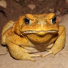 Cane toads release poison as a form of defence. Rapid Acclimation To Cold Allows The Cane Toad To Invade Montane Areas Within Its Australian Range Mccann 2014 Functional Ecology Wiley Online Library