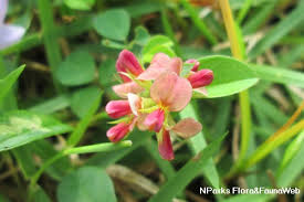 Image result for Alysicarpus