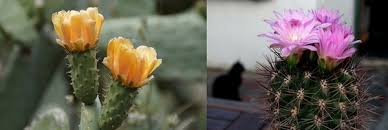 During a cactus' regular anything that changes it from the colour that you had when you originally took your cactus home is a. How To Identify Fake Cactus Flowers Removing Fake Flowers Terrarium Planting Guide