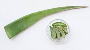 Ayuda a reconstruir las células en el el aloe vera es, además, estupendo para mejorar la inmunidad, el metabolismo, y la oxigenación de la sangre además que nos ayuda a producir. Usos Alternativos Del Aloe Vera Que Te Sorprenderan Cocina Facil