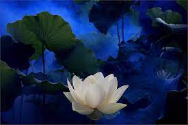 Flower Lotus Flower Images White Lotus Flower Flower Painting Images