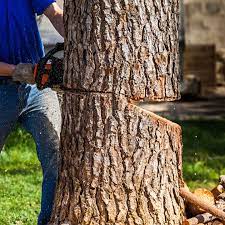 Viele fasziniert, dass aus einer kleinen eichel ein stattlicher baum von 25 metern höhe wachsen kann. Baum Fallen Wann Es Erlaubt Ist Wie Es Geht Vieles Mehr Schoner Wohnen