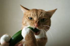 10 Cats Spooked By Scary Cucumbers Petguide Cats And Cucumbers Cats Cats Vs Cucumbers