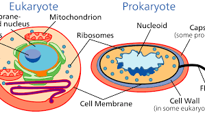 The main job of mitochondria is to perform cellular respiration. Endosymbiotic Theory How Eukaryotic Cells Evolve
