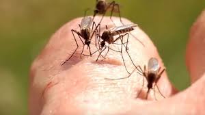 Four out of five people infected with west nile virus don't have any symptoms. West Nile Virus Reported In Three Montana Counties