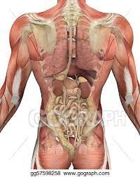 It protects the digestive and reproductive organs and the rectum. Stock Illustrations Male Torso With Muscles And Organs Back View Stock Clipart Gg57598258 Gograph