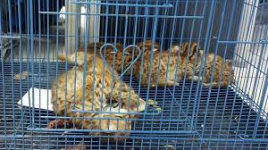 Hewan jenis ini atau bisa disebut hewan macan akar (felis kucing hutan lebih langka akan tetapi dalam masalah harga masih jauh lebih mahal british shorthair dimana harga hewan mencapai 30 jutaan. Penjual Sering Bohongi Pembelinya Kucing Hutan Disebut Macan Dahan Warta Kota