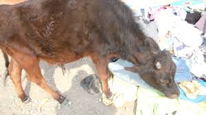 Stray Cow Eating Plastic Bags Hundreds Die Every Year From This Cow Animals Moose Art