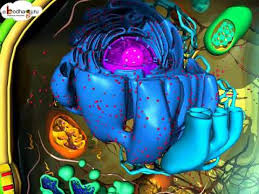 Maybe you would like to learn more about one of these? Cell Plant Cell Structure And Organelles In English Youtube