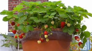 Tipps zur erdbeerernte pflege der erdbeeren welche erdbeersorten eignen sich am. Erdbeere Fragaria Im Pflanzenlexikon Gartennatur Com