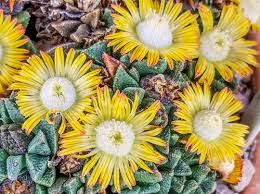 Image result for Nananthus