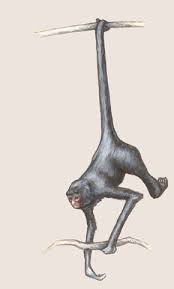 At 60 centimetres (2 feet) long, they are relatively large among species of monkey, and their strong, prehensile tails can be up to 1 m (3 ft) long. Adw Ateles Chamek Information