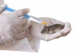 Animais experimentais