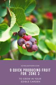 Comfrey medicinal plant that improves soil by accumulating nutrients in its leaves by mining nutrients from the subsoil with its deep roots. 9 Quick Producing Fruit To Grow In Your Edible Garden In Zone 3