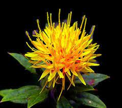 Safflower Seeds Carthamus Tinctorius Flower Seeds Garden Seeds Beni Sallflower Fun Seeds To Grow On Etsy 0 Safflower Safflower Oil Growing Seeds