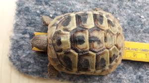 Das wetter in klimastation falkenberg, kr. Das Wetter Uber Ostern War Einfach Landkreis Rottal Inn Facebook