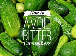 Take the back of your lawn rake and gently tap over the blooming plants. How To Avoid The Problem Of Bitter Cucumbers Gardening Channel