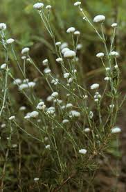 Image result for Polycarpaea corymbosa