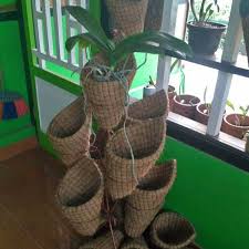 Maybe you would like to learn more about one of these? Pot Tempel Dindin Pot Tempel Pot Anggrek Sabut Kelapa Pot Bunga Tempel Pot Serabut Kelapa Anggrek Shopee Indonesia