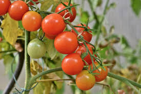 Pollinate tomatoes with an electric toothbrush How To Hand Pollinate Tomato Plants For More Fruits The Thrifty Island Girl