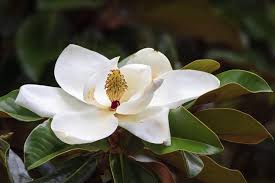 White Magnolia Magnolia Tree Types Magnolia Trees Magnolia Flower