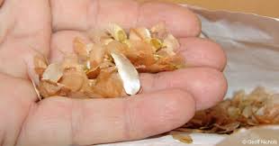 Image result for Dioscorea sylvatica