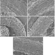 Image result for Aeschynomene multicaulis