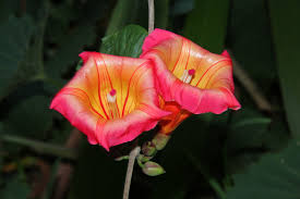 Image result for Stictocardia beraviensis