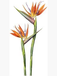 Large Bird Of Paradise Plant For Sale Uk Bird Of Paradise Flower Strelitzia Reginae Canvas Print By Lynne Henderson In 2020 Birds Of Paradise Plant Birds Of Paradise Flower Bird Of Paradise Tattoo