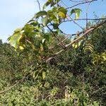 Image result for Zanthoxylum usambarense