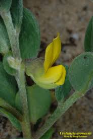 Image result for Crotalaria parvula