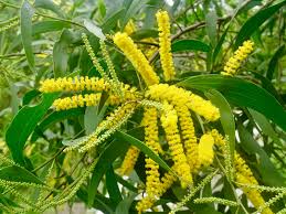 Image result for Aeschynomene glauca