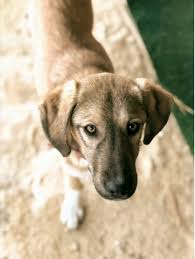 Lucy sat in a ga shelter for four long months! Cornucopia Magazine Bird Island Farm An Inspiring Lockdown Blog