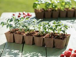 Les plantes peuvent être plantées dans les serres dès avril et en pleine terre à la fin du mois de mai. Quand Repiquer Vos Semis En Pleine Terre Jardinier Paresseux