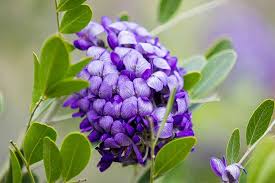 Laurel tree with purple flowers texas. How To Grow Texas Mountain Laurel Gardener S Path