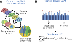 Snp stands for single nucleotide polymorphism. Polygenic Scores For Psychiatric Disease From Research Tool To Clinical Application