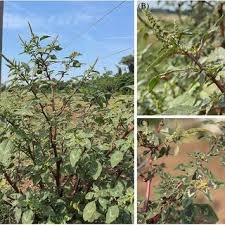 The quadrocopter UAV, model md4-1000, flying over the experimental...